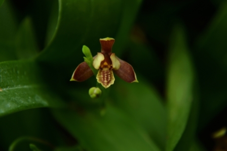 Prosthechea livida 'Jardin Botanique de Montréal, CCM/AOS, propriété du Jardin Botanique de Montréal. (Détail). Photo Thang Dam.