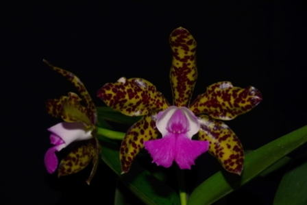Cattleya Korat Spots 'Tú and Lan' HCC/AOS, propriété de Thang Dam. Photo: Thang Dam.