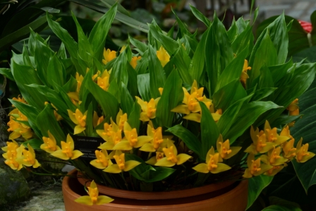 Lycaste aromatica 'Jardin botanqiue de Montréal' CCM/AOS, propriété du Jardin botanique de Montréal (vue d'ensemble)