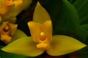 Conférence du 18 mars 2025 1 20161453 2 Lycaste aromatica Jardin botanique de Montreal CCM