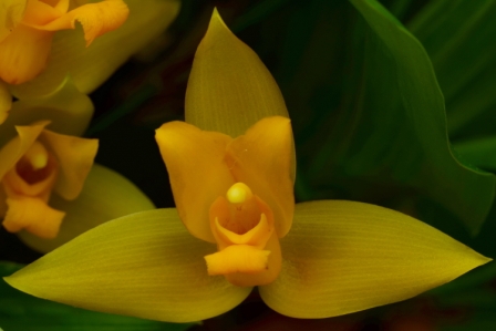 Lycaste aromatica 'Jardin Botanique de Montréal' CCM/AOS, propriété du Jardin Botanique de Montréal (détail)