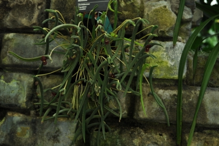  Pleurothallis dilemma 'Jardin botanique de Montréal' CCM/AOS de 85 points, propriété du Jardin botanique de Montréal (vue d'ensemble) photographe Thang Dam
