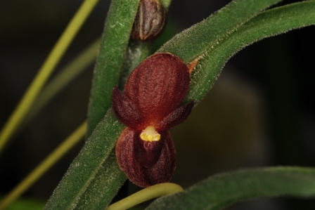 20161455-2-pleurothallis-dilemma-jardin-botanique-de-montreal-ccm