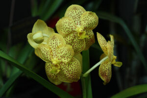 Concours photos du Canadian Orchid Congress (COC) 3 Envirotron Orchidees 2018 189