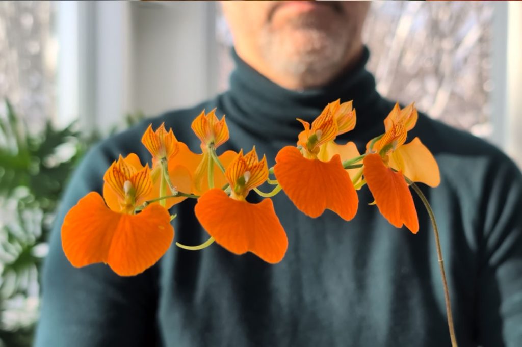 Comparettia speciosa Orchids Christian St pierre