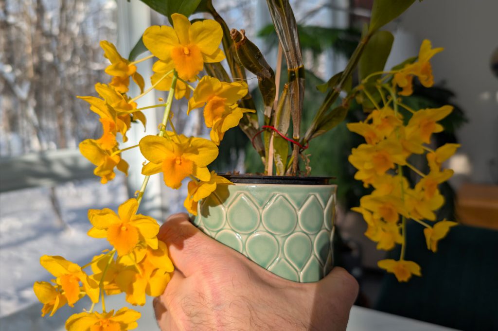 Dendrobium griffithianum Flowering