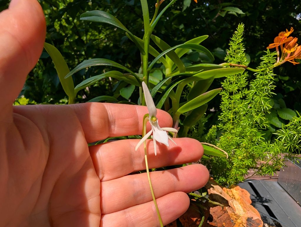 Jumellea confusa 1