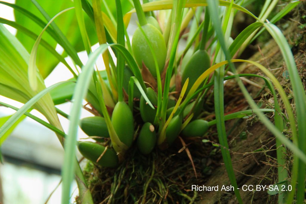 Orchidee Maxillaria tenuifolia Quebec