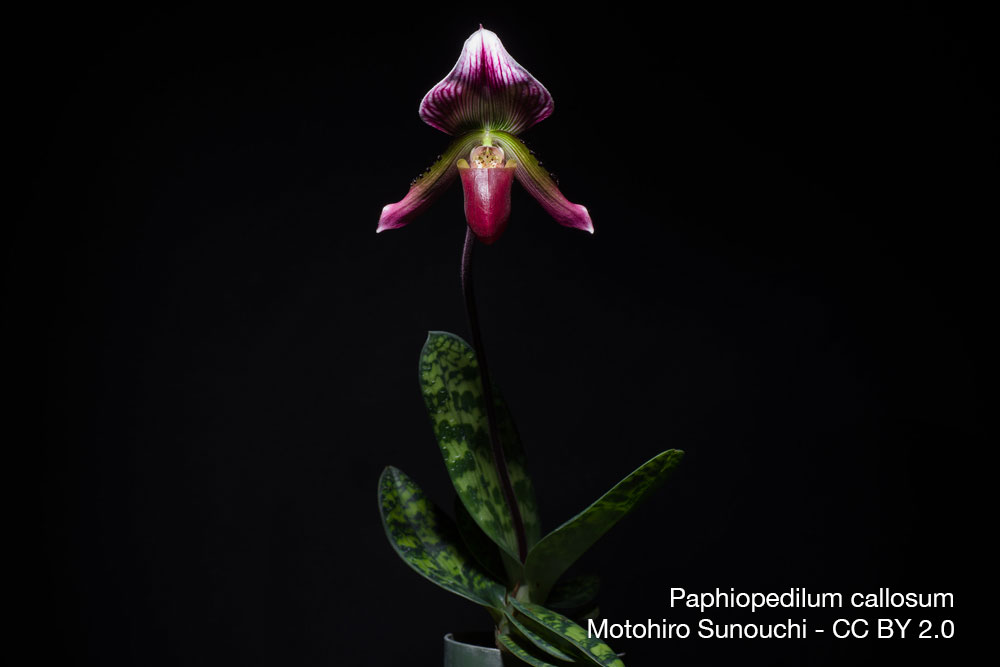 Orchidee Paphiopedilum callosum Quebec