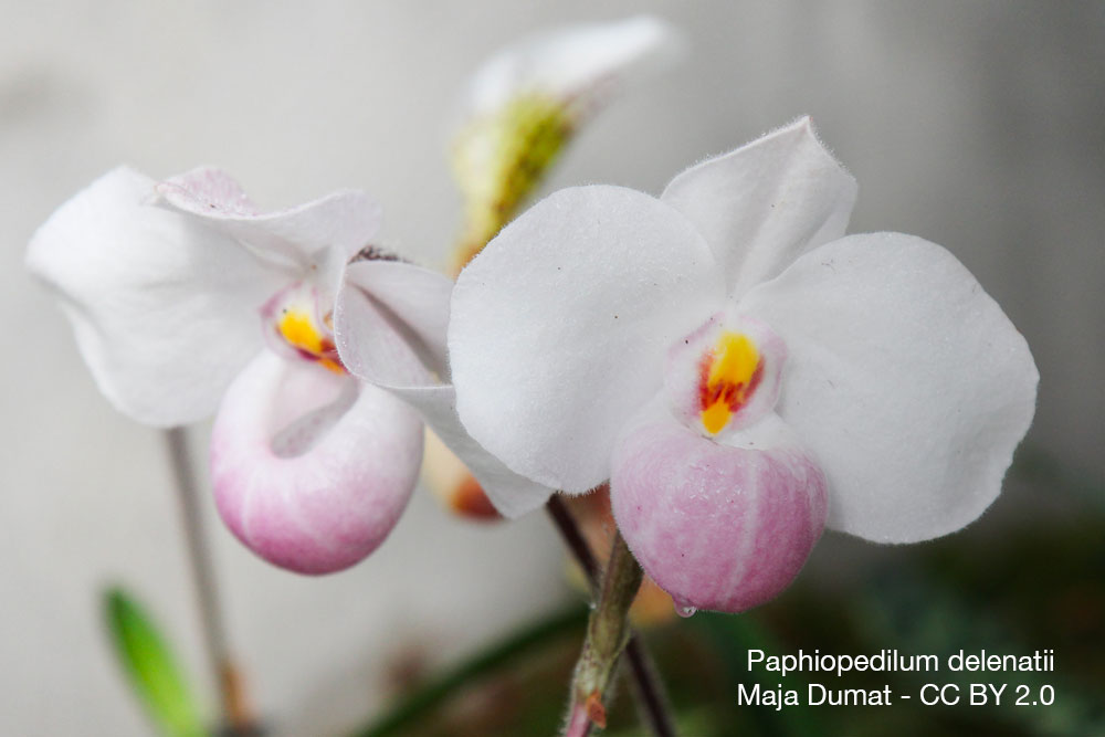 Orchidee Paphiopedilum delenatii Quebec
