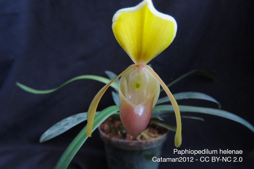 Orchidee Paphiopedilum helenae quebec