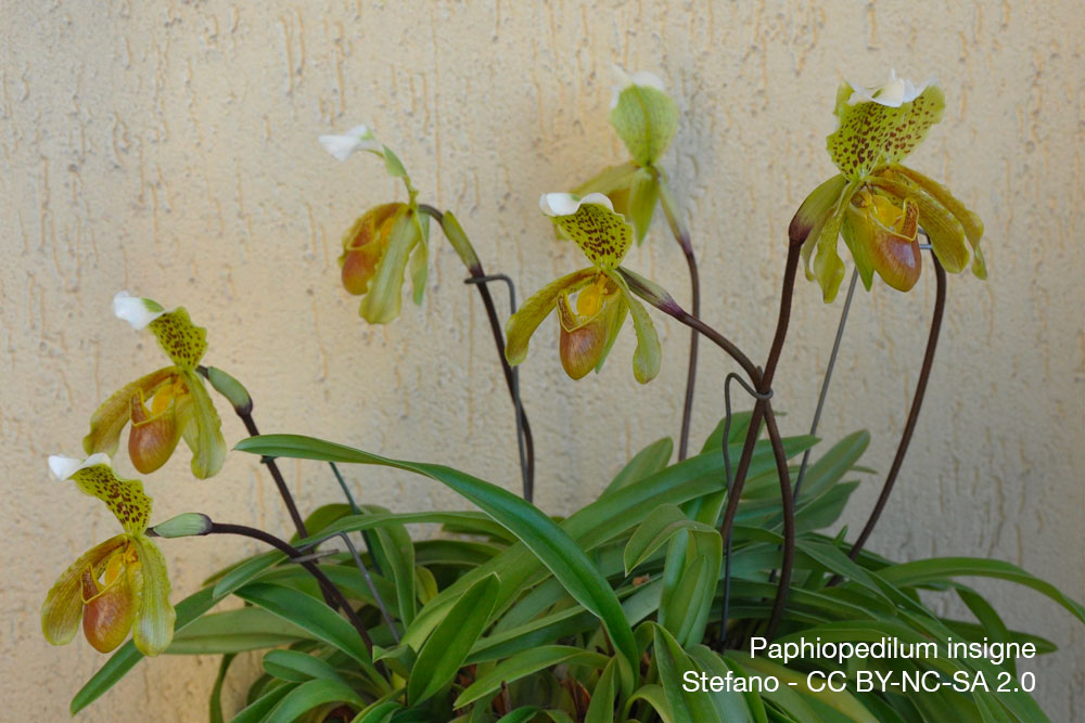 Orchidee Paphiopedilum insigne Quebec