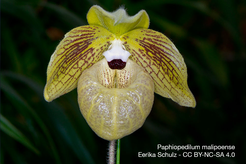 Orchidee Paphiopedilum malipoense quebec