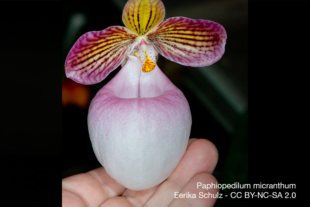 Orchidee Paphiopedilum micranthum Quebec 1