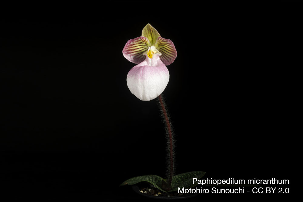 Orchidee Paphiopedilum micranthum Quebec