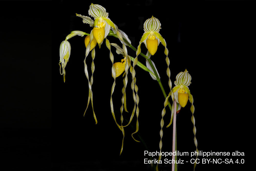 Orchidee Paphiopedilum philippinense alba Quebec