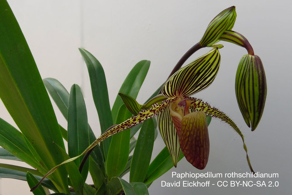 Orchidee Paphiopedilum rothschildianum Quebec
