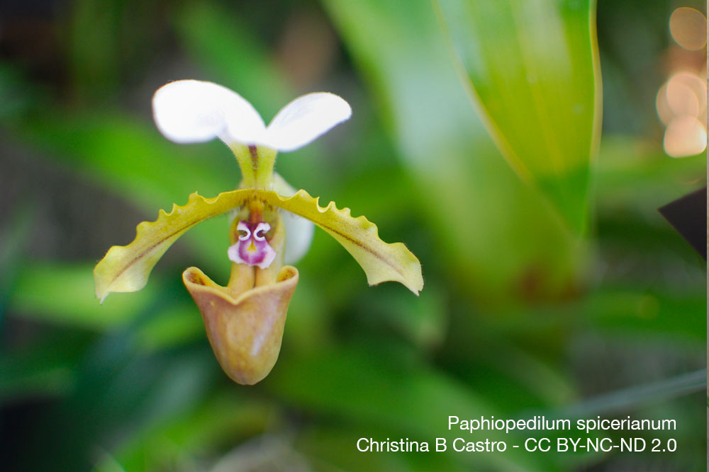Orchidee Paphiopedilum spicerianum Quebec