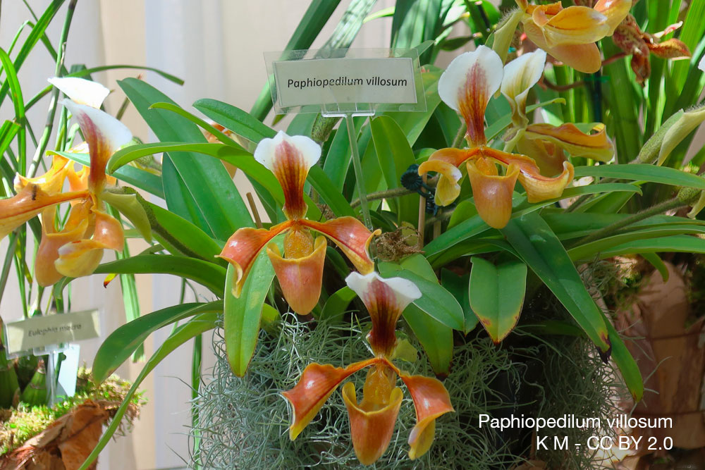 Orchidee Paphiopedilum villosum Quebec