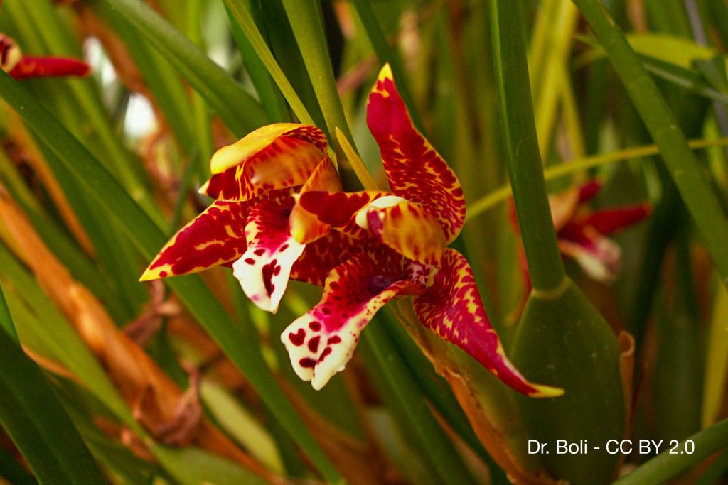 Orchidee parfum Maxillaria tenuifolia Quebec