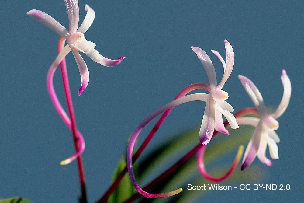 Orchidee parfum Neofinetia falcata Quebec