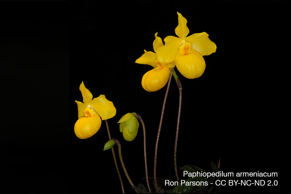Paphiopedilum armeniacum orchidee quebec