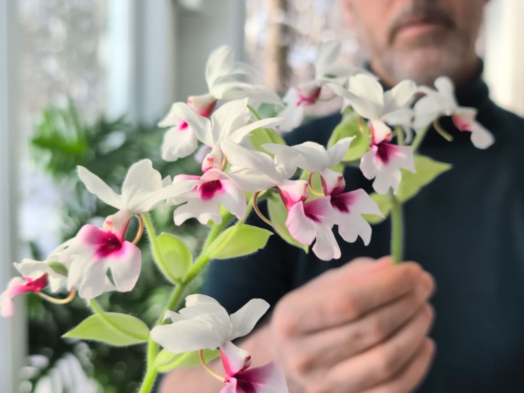 Why I grow Calanthe vestita