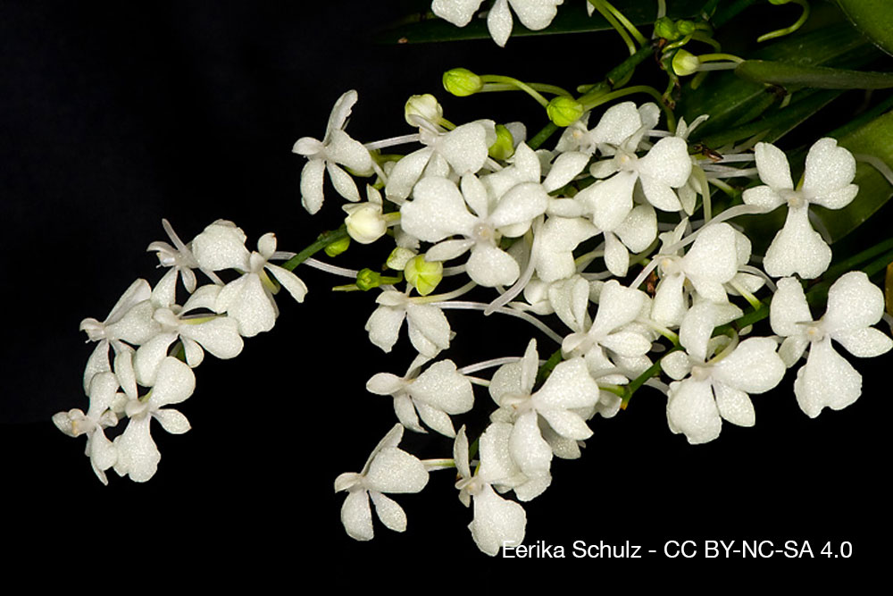 orchidee Aerangis citrata Quebec