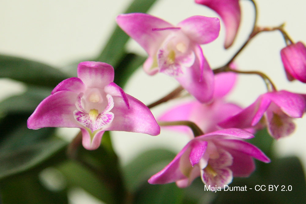 orchidee Dendrobiumkingianum Quebec