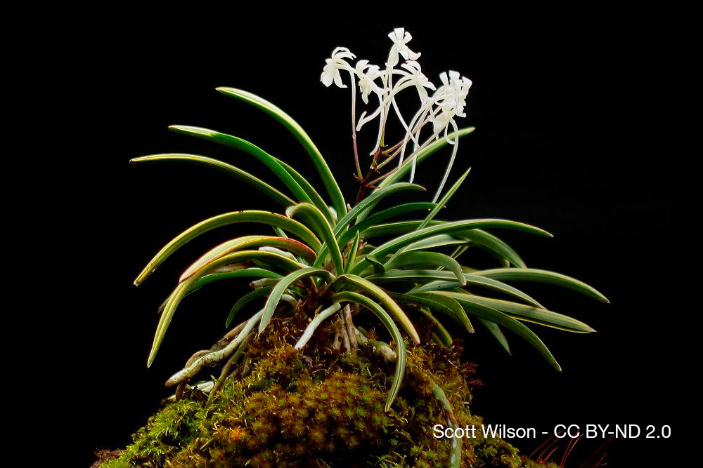 orchidee Neofinetia falcata Quebec
