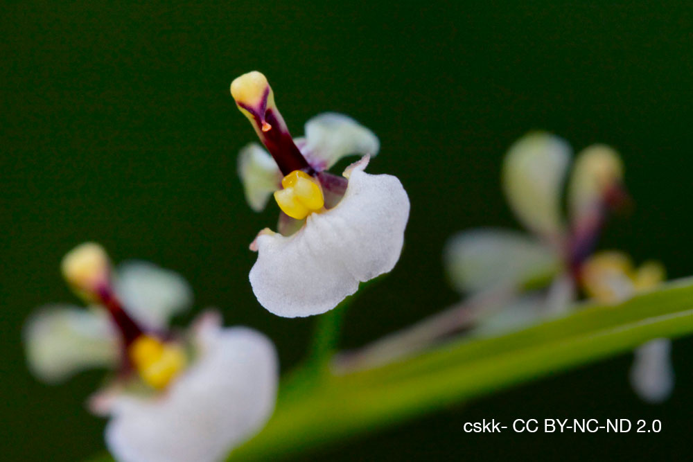 orchidee Ornithophora radicans quebec