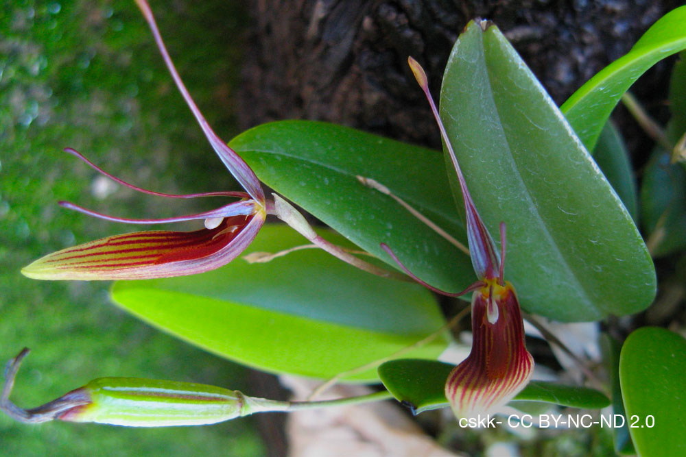 orchidee Restrepia trichoglossa quebec