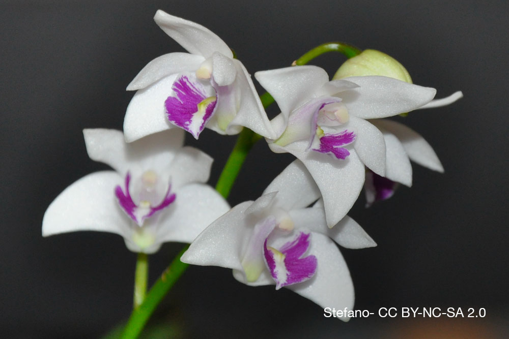 orchidee parfum Dendrobium kingianum Quebec