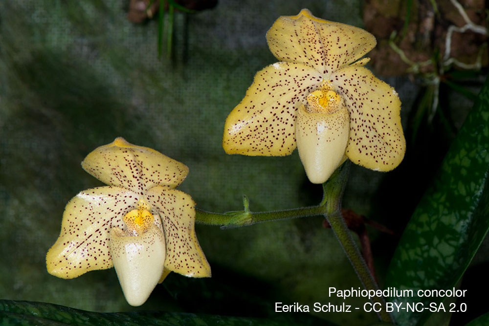 paphiopedilum concolor orchidee quebec