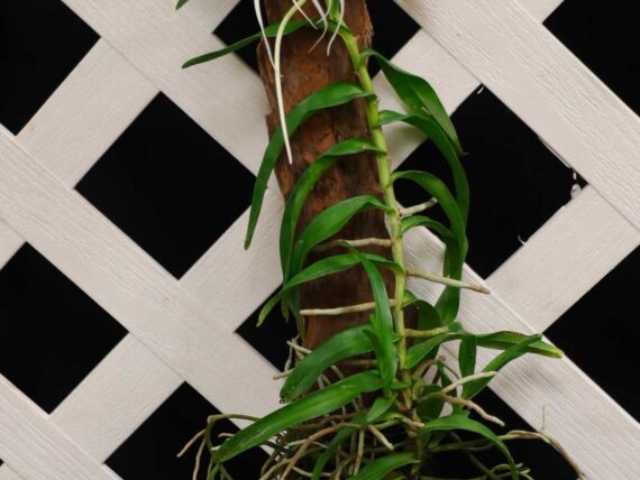 Angraecum germinyanum, propriété de Christian St-Pierre