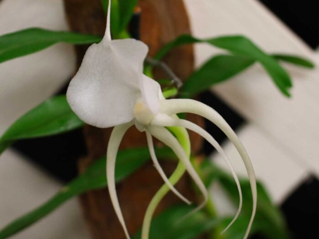 Angraecum germinyanum, propriété de Christian St-Pierre