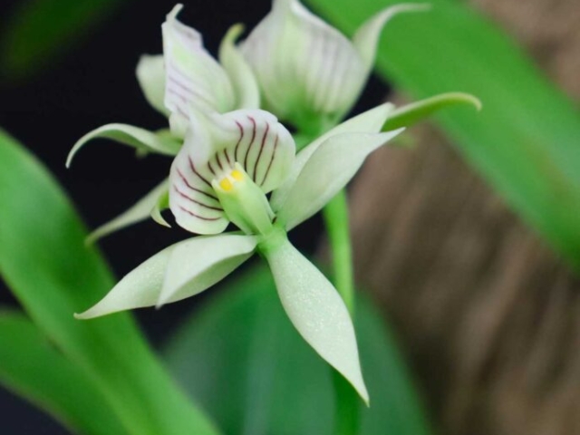 Encyclia radiata, propriété de Christian St-Pierre