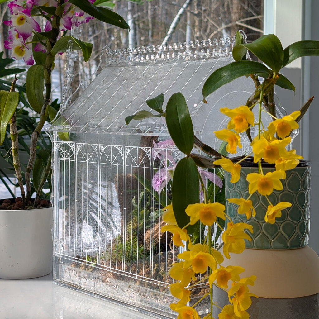 Hanami Botanic Dendrobium Griffithianum