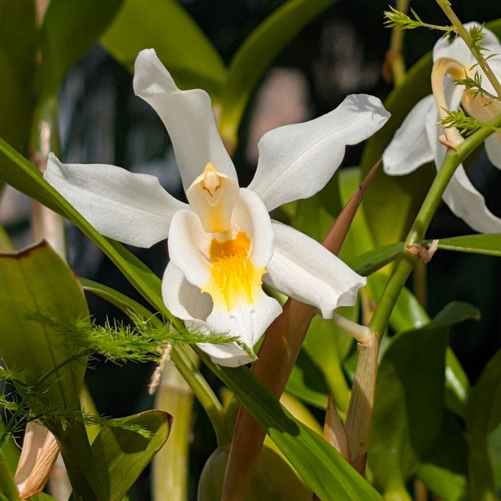 Coelogyne cristata