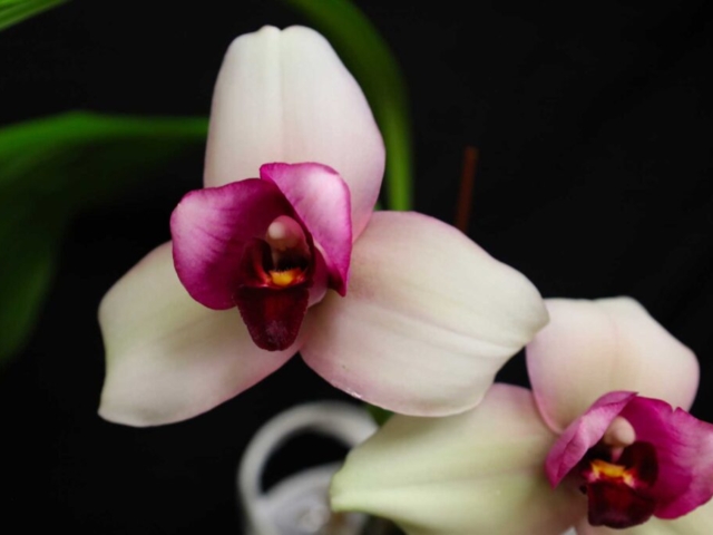 Lycaste rokuhoku, propriété de Alexandre Prudente