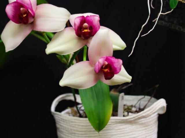 Lycaste rokuhoku, propriété de Alexandre Prudente