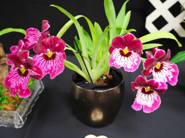 Miltoniopsis Hajime Ono ‘Raspberry’ Propriété de Lise Grenon