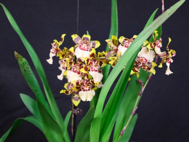 Oncidium Wildcat, propriété de Patrick Lottin
