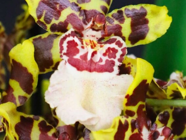 Oncidium Wildcat, propriété de Patrick Lottin