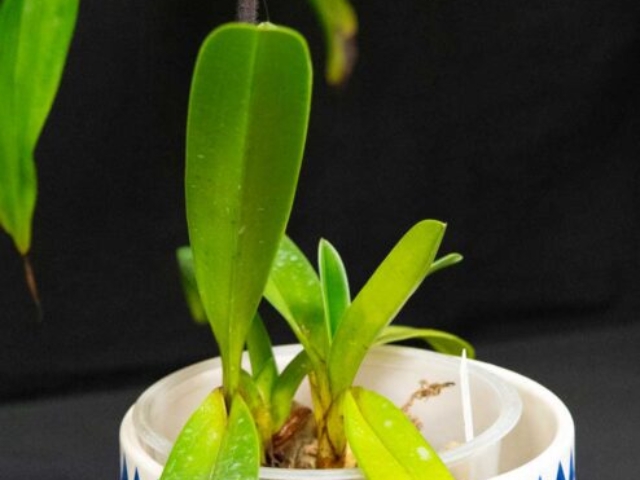 Paphiopedilum druryi, propriété de Patricia Caris