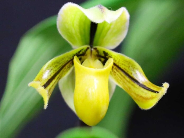 Paphiopedilum druryi, propriété de Patricia Caris