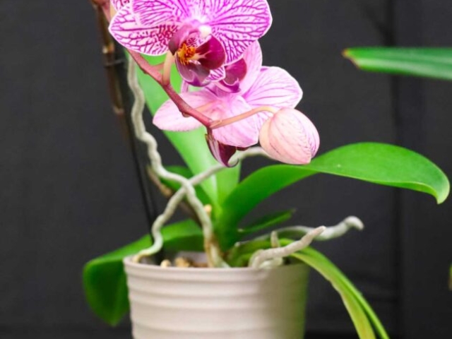 Phalaenopsis anonyme (NoId), propriété de Odile Gagnon