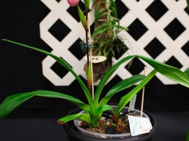 Phragmipedium Randy McDonald, propriété de Danielle Girard