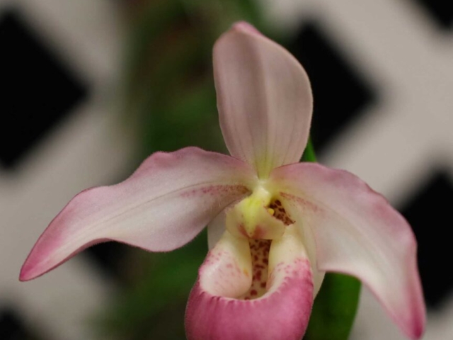 Phragmipedium Randy McDonald, propriété de Danielle Girard