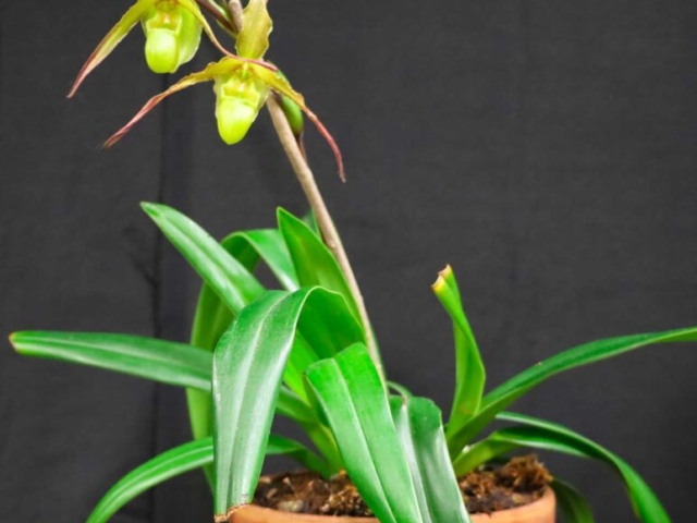 Phragmipedium Gorgoyle, propriété de Patricia Caris